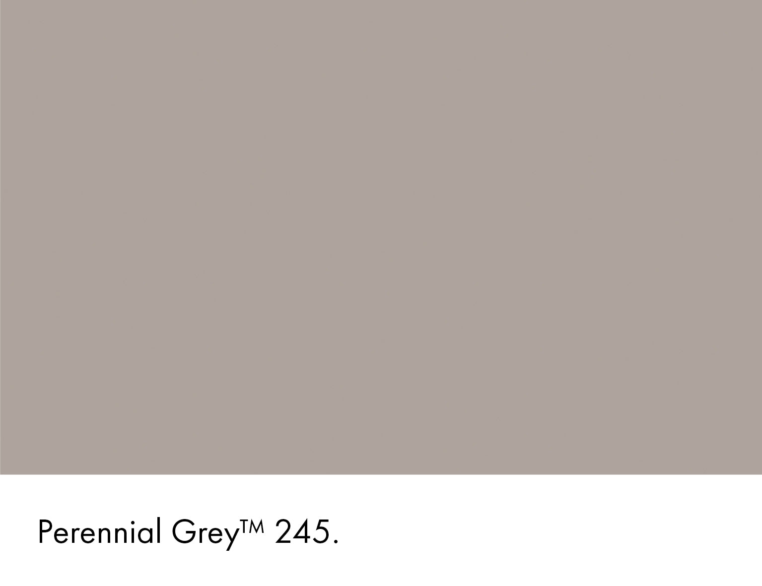 Little Greene Absolute Matt Sample Perennial Grey 245 60ml